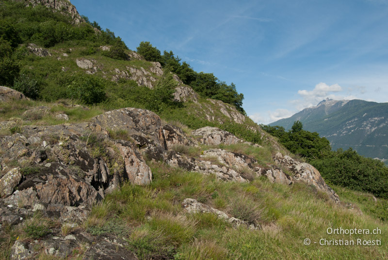 Beginn der Felsensteppe am Rhoneknie - CH, VS, Martigny, 03.06.2010