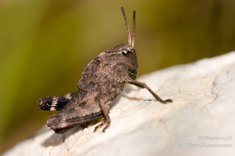 3. Larvenstadium von Psophus stridulus ♂ - AT, Vorarlberg, Grosses Walsertal, 02.08.2008