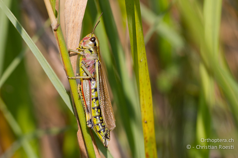 Stethophyma grossum ♀ - CH, VD, Cudrefin, 06.09.2013
