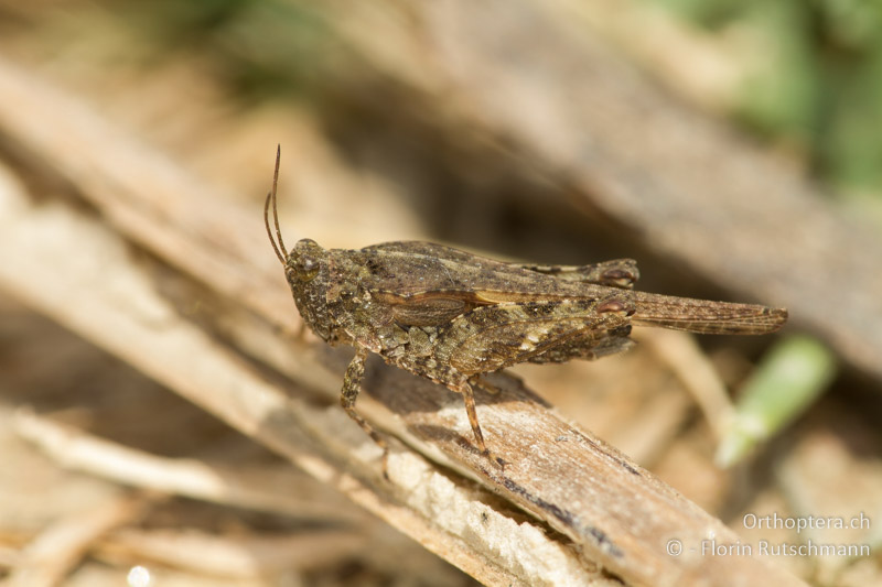 Tetrix bolivari ♀ - GR, Zentralmakedonien, Volvi-See, 10.07.2012