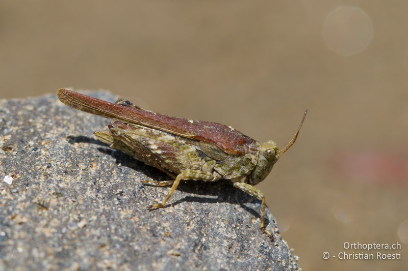 Tetrix bolivari ♀ - BG, Kardzhali, Krumovgrad, 23.04.2012