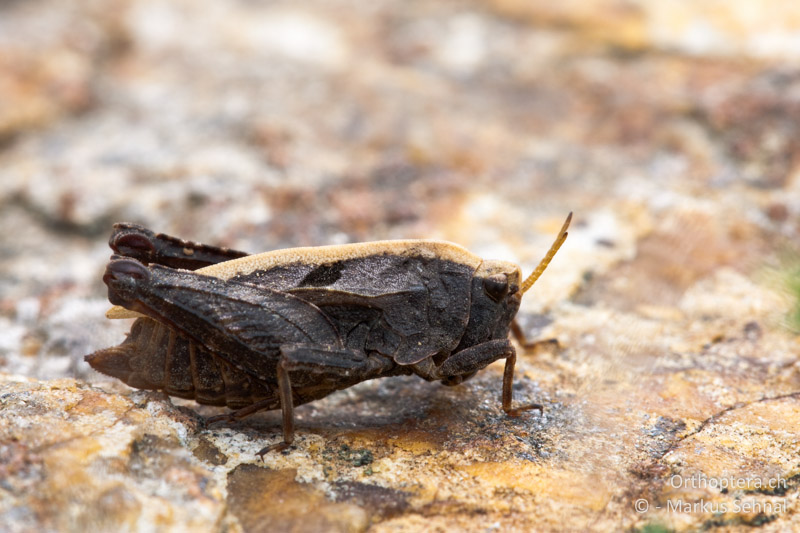 Tetrix kraussi ♀ - AT, Kärnten, Kleinalpl, 10.08.2012