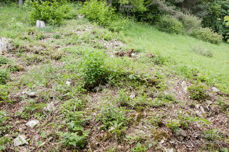 Magere Wiese am Waldrand mit offenem Boden und Gesteinsschotter - CH, SH, Merishausen, 07.06.2013