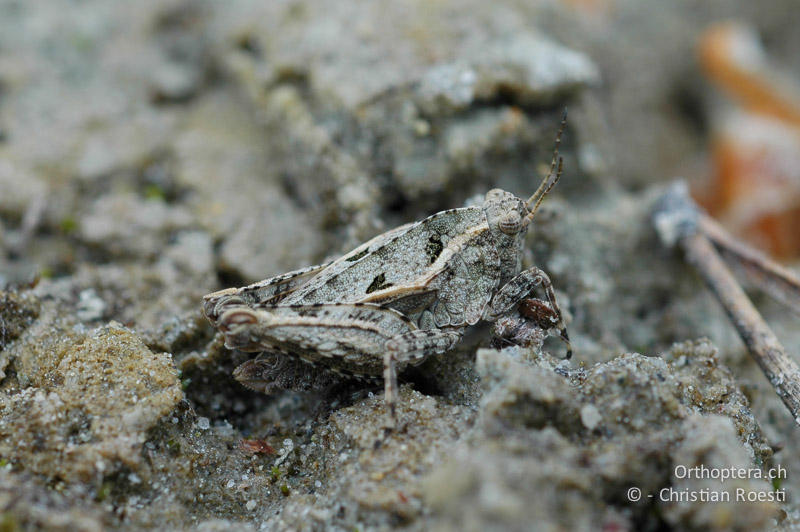 Tetrix tenuicornis ♀ - CH, VS, Pfynwald, 04.05.2007