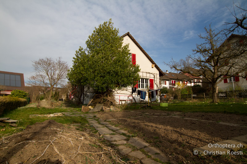Stadtgarten mit vegetationsloser Erde - CH, BE, Bern, 20.03.2014