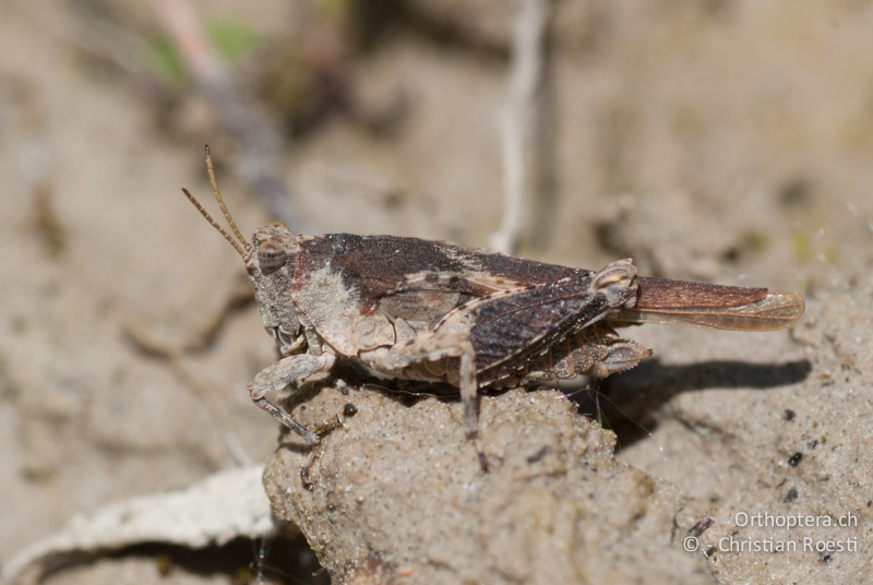 Tetrix tuerki ♀ - FR, Drôme, Lus-la-Croix-Haute, 25.05.2009