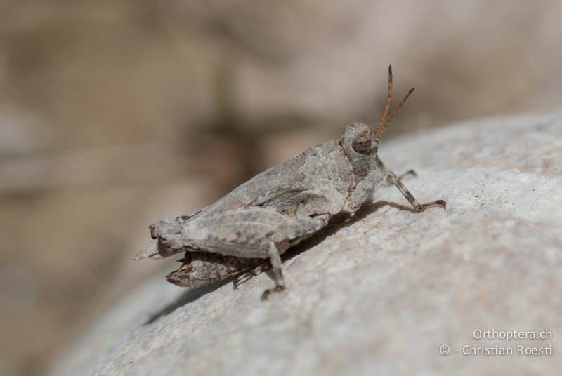 Tetrix tuerki ♂ - FR, Drôme, Lus-la-Croix-Haute, 25.05.2009