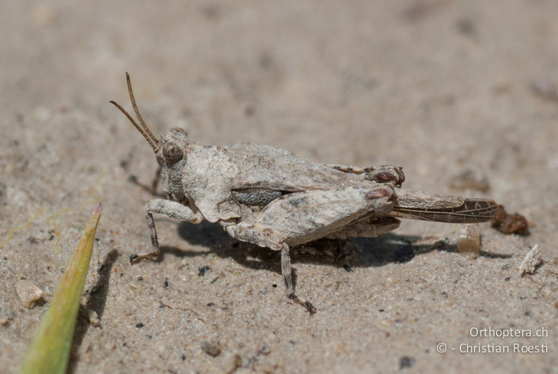 Tetrix tuerki ♂ - FR, Drôme, Lus-la-Croix-Haute, 25.05.2009