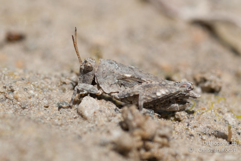 Tetrix tuerki ♂ - FR, Drôme, Lus-la-Croix-Haute, 25.05.2009