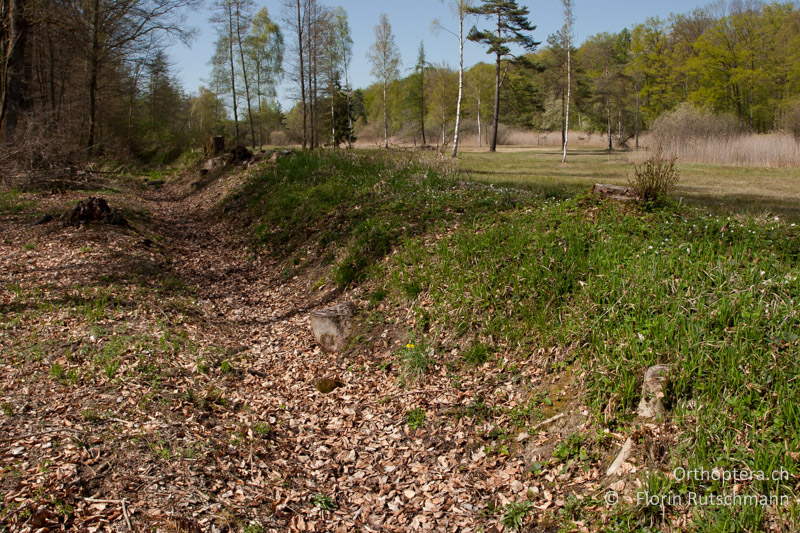 Nach Auflichtungsmassnahmen besonnter, feuchter Graben (Staunässe) mit Falllaub. Er grenzt an eine Feuchtwiese. Lebensraum von Tetrix undulata und Tetrix subulata - CH, TG, Lengwiler Weiher, 11.04.2011