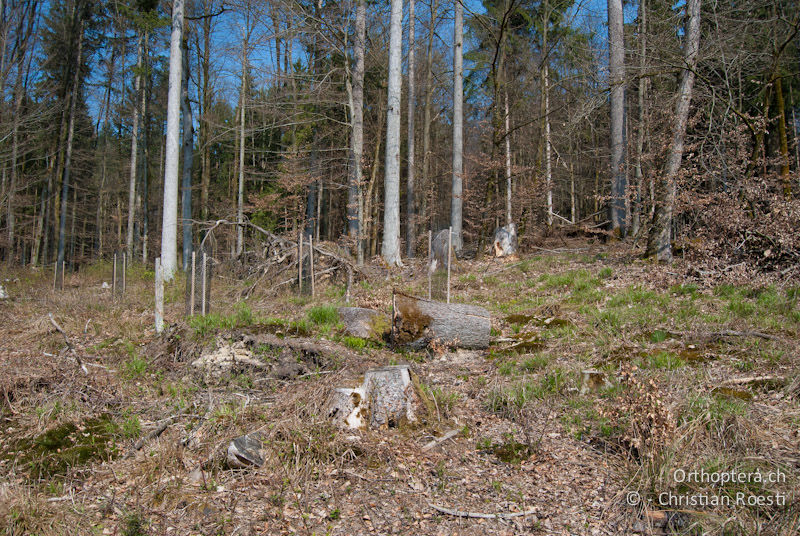 Waldlichtung mit Falllaub und offenen Bodenstellen. Lebensraum von Tetrix undulata und Tetrix bipunctata - CH, BE, Bickigen, 14.04.2010
