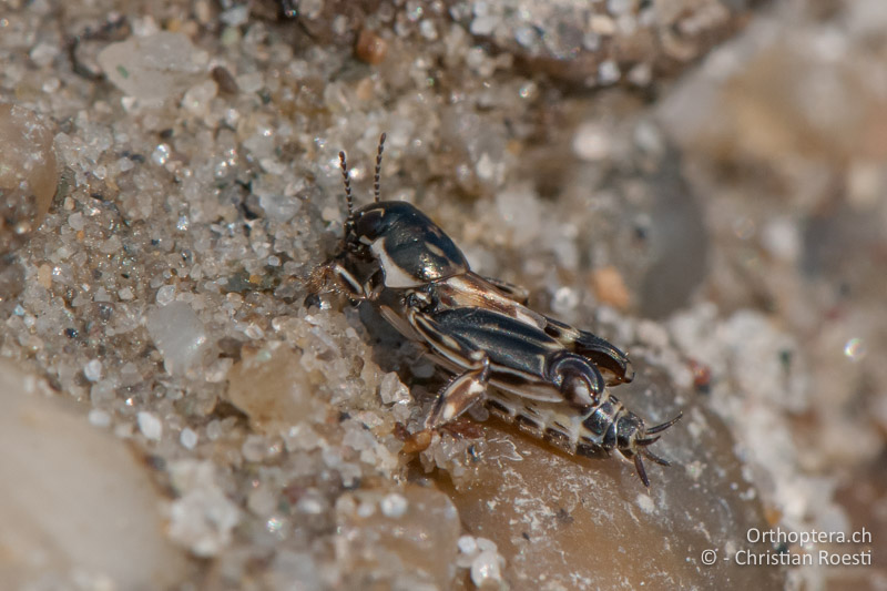 Xya variegata ♀ - AT, Burgenland, Apetlon, Rosaliakapelle, 30.06.2010