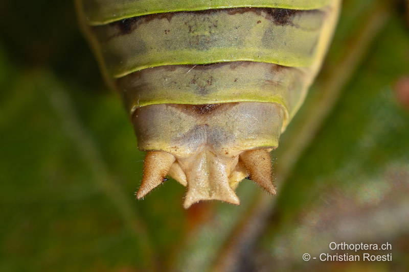 Hinterleibsende von Ephippiger diurnus ♂ - CH, VD, Bière, 20.08.2023