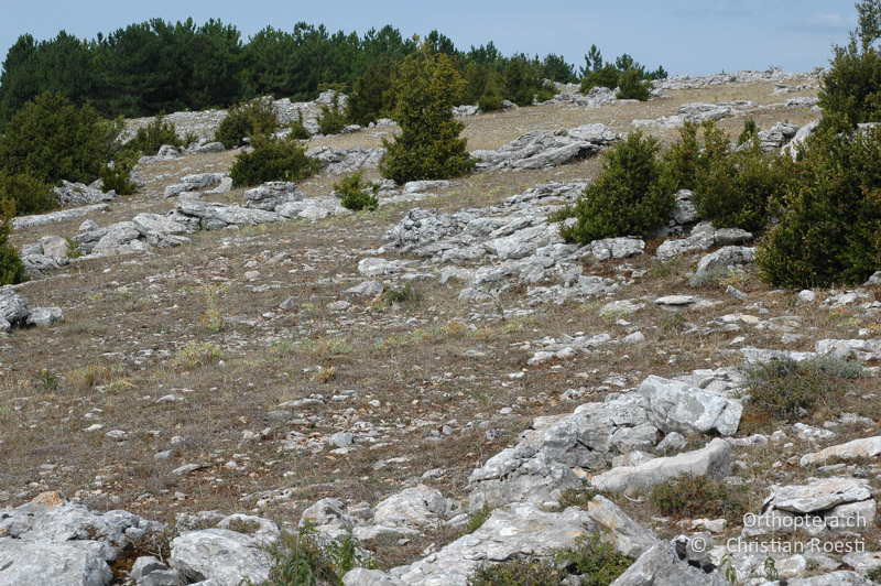 Beweidete Steppe mit Wacholder- und Buchsbaum - FR, Lozère, Causse Méjan, 15.08.2006