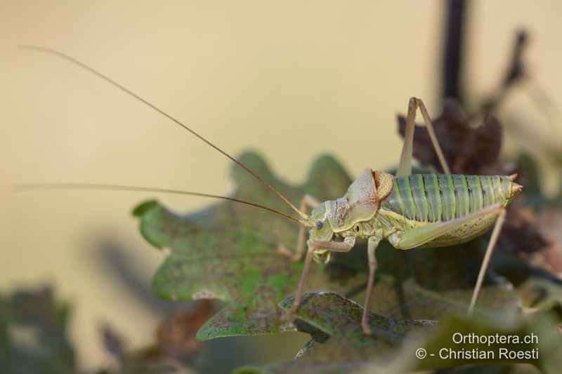 Ephippiger diurnus ♂ - CH, VD, Bière, 20.08.2023