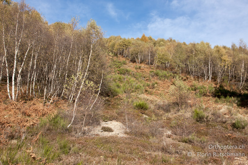 Übergänge zwischen Zwergstrauchheide und Besenginstergebüsch mit Adlerfarn - CH, TI, Cardada, 28.10.2011