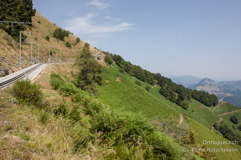 Ausgedehnte Adlerfarnflur rechts der Geleise. Dichte Grasnarbe links der Geleise. Hier auf knapp 1500 m kommen Ephippiger persicarius und Ephippiger terrestris bormansi gemeinsam vor - CH, TI, Mt. Generoso, 03.08.2013