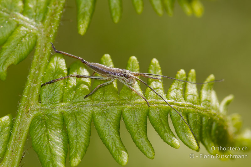 1. Larvenstadium von Ephippiger persicarius - CH, TI, Mugena, 17.05.2012