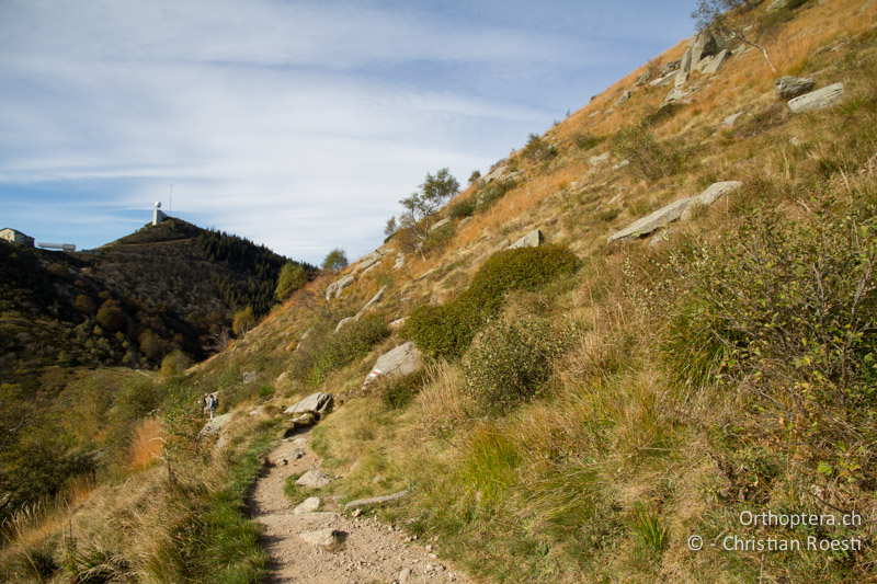 Exponierte, strukturreiche Bergwiese mit Erlen - CH, TI, Mt. Lema, 12.10.2011