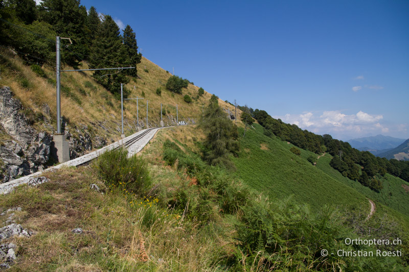 Wiesen und Adlerfarnflur entlang der Mt. Generoso-Bahn - CH, TI, Mt. Generoso, 17.08.2013