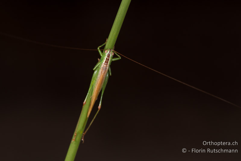 Conocephalus fuscus ♀ - GR, Zentralmakedonien, Methoni, 01.07.2013