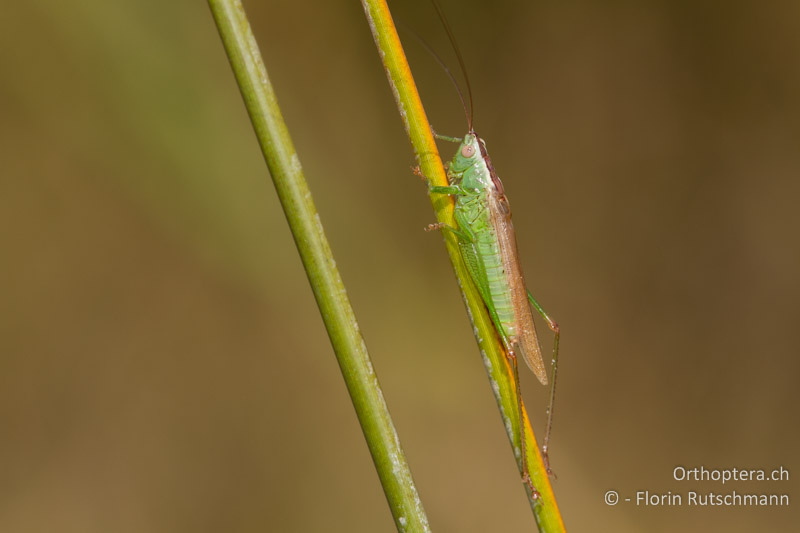Conocephalus fuscus ♂ - GR, Ostmakedonien, Lagos, 19.07.2013