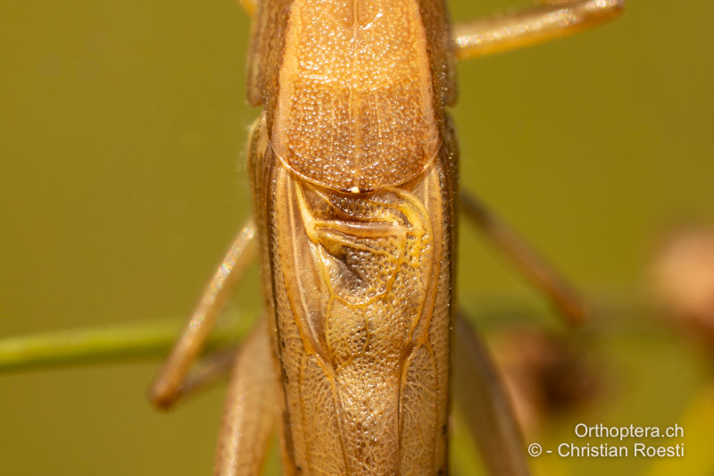 Gesangsorgan von oben einer hellbraunen Farbvariante von Ruspolia nitidula ♂ - CH, AG, Aristau, 07.08.2025