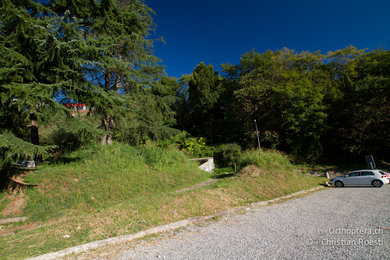 Parkplatzböschung - CH, TI, Castel-San-Pietro, 03.09.2013