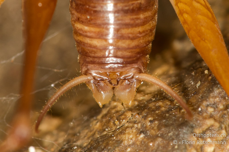 Hinterleibsende von Dolichopoda geniculata ♂. Zu sehen ist der Genitalapparat mit Subgenitalplatte und Syli, Cerci und Spitze des Titillators - CH, TI, Mendrisio, 07.11.2013