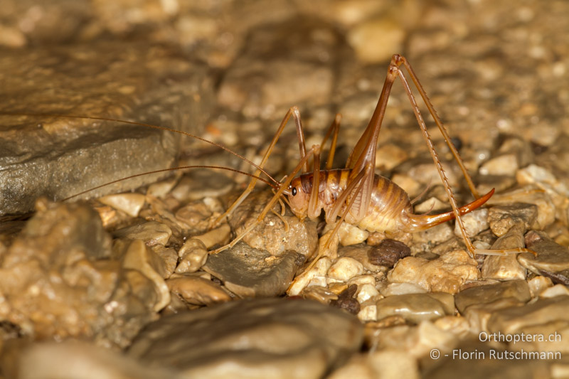 Dolichopoda geniculata ♀ - CH, TI, Mendrisio, 07.11.2013