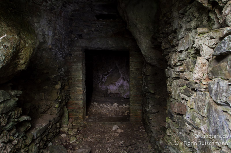 Eingangsbereich der Grotte bei Mendrisio. Bei Lichtkontakt verkriecht sich Dolichopoda geniculata in den Mauerritzen - CH, TI, Mendrisio, 07.11.2013
