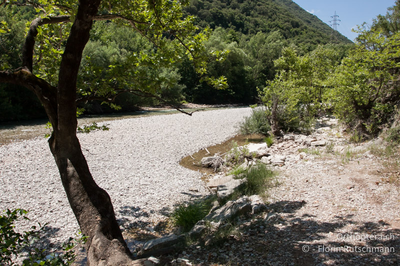 Flussschotter. Die Tiere halten sich unter den Steinen im feuchten Sand auf - GR, Mittelgriechenland, Karpenisi, 20.06.2013