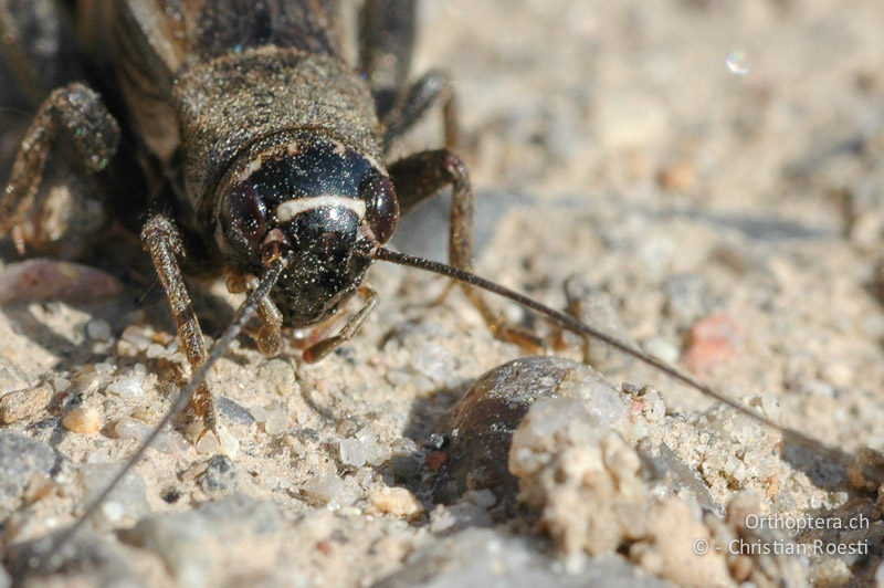 Porträt von Modicogryllus frontalis ♀. Zwischen den Augen verläuft eine helle, deutlich abgegrenzte Linie - DE, Baden-Württemberg, Buggingen, 12.05.2007