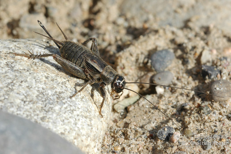 Modicogryllus frontalis