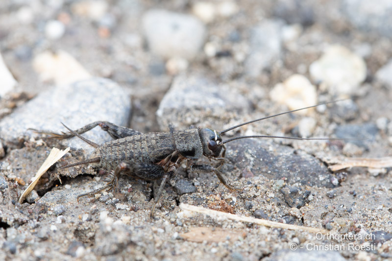 Larve von Modicogryllus frontalis ♂. Die hellen Stellen kommen vor allem durch die Behaarung zustande - RO, Transsilvanien, Sub Cetate, 16.09.2023