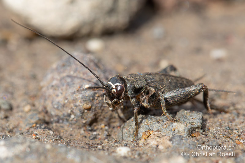 Larve von Modicogryllus frontalis ♂. Ein heller Streifen verbindet die Punktaugen - RO, Transsilvanien, Sub Cetate, 16.09.2023