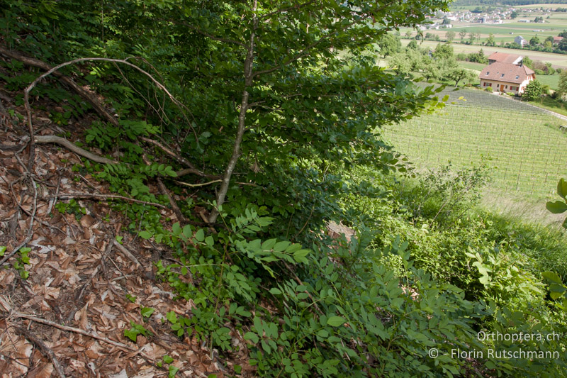 Waldrand mit Falllaub - CH, TG, Immenberg, 05.06.2013