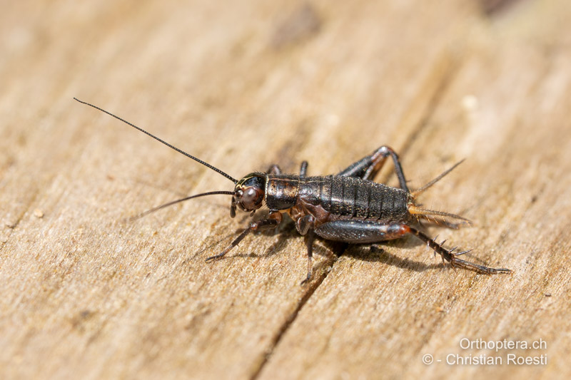 ♂ Larve von Nemobius sylvestris - CH, BE, Graben, 04.06.2024