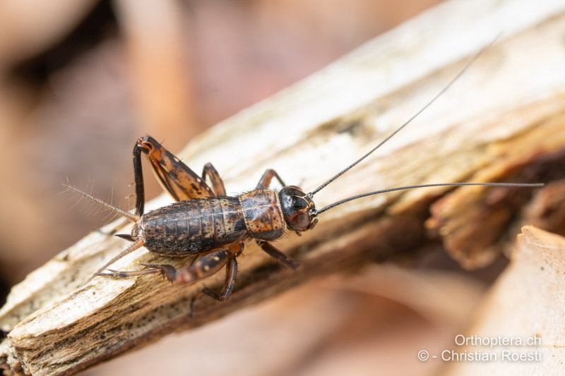 Larven von Nemobius sylvestris ♀ - CH, BE, Graben, 04.06.2024