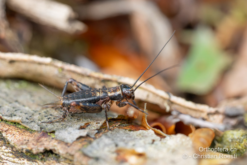 ♂ Larve von Nemobius sylvestris - CH, BE, Graben, 04.06.2024