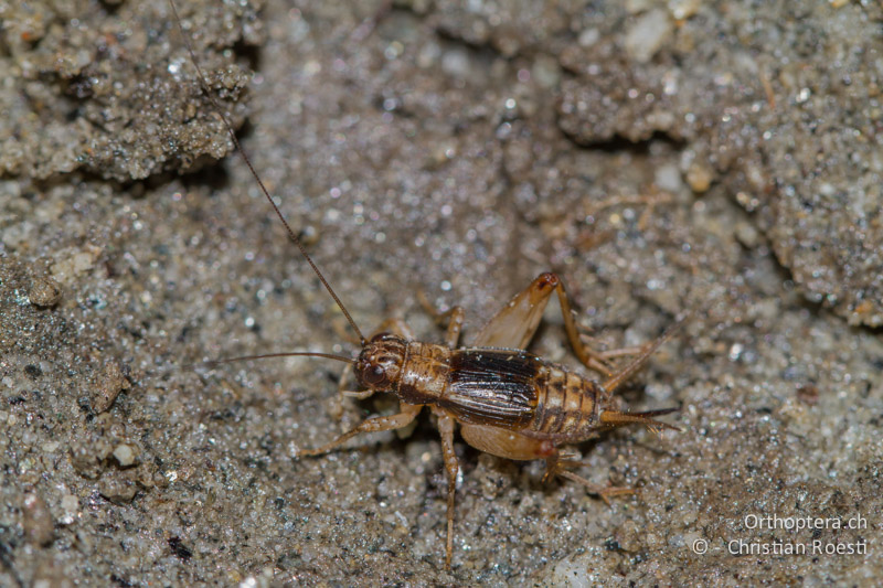 Pteronemobius lineolatus ♀ - CH, TI, Giumaglio, 14.09.2012