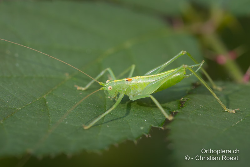 Meconema meridionale ♂ bei der Gartenarbeit tagsüber gestört. Oft sieht man sie beim Schneiden von Ästen in der Grünguttonne - CH, BE, Bern, 25.08.2020