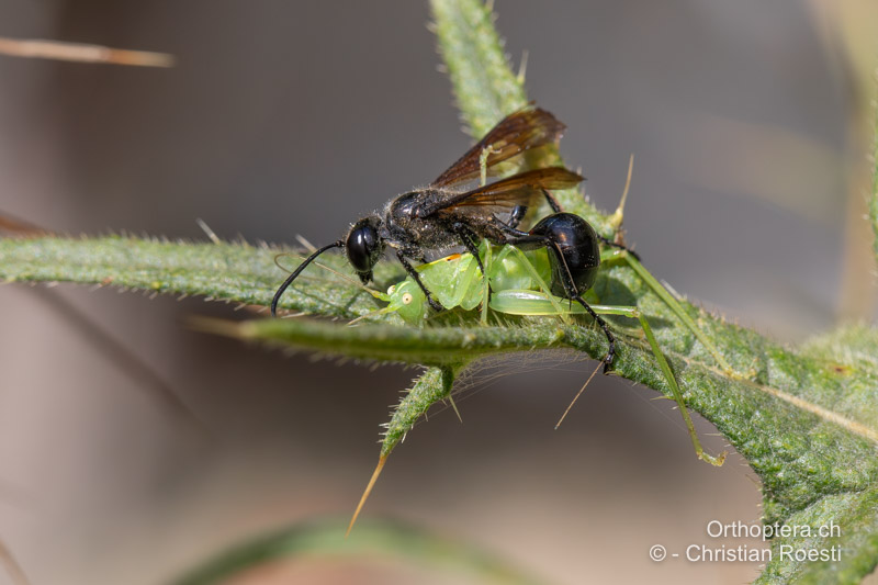 Ein adultes ♂ von Meconema meridionale wird von einem Weibchen des Stahlblauen Grillenjägers (Isodontia mexicana) gelähmt abtransportiert - CH, BE, Bern, 14.08.2020