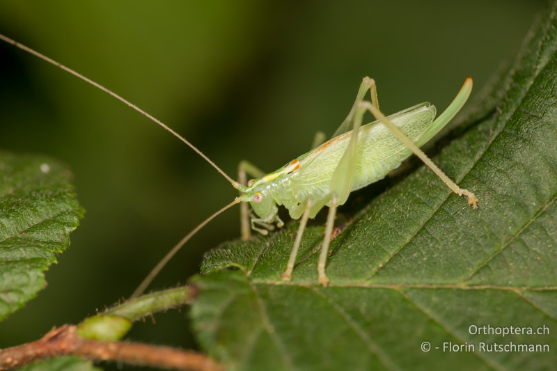 Meconema thalassinum ♀ - CH, TI, Mt. Generoso, 17.08.2014