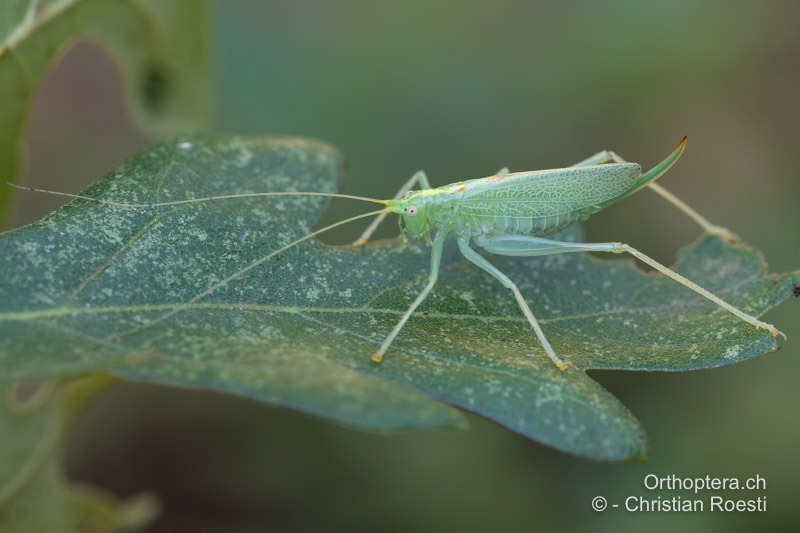 Meconema thalassinum ♀ - HR, Split-Dalmatien, Vrlika, 25.07.2022