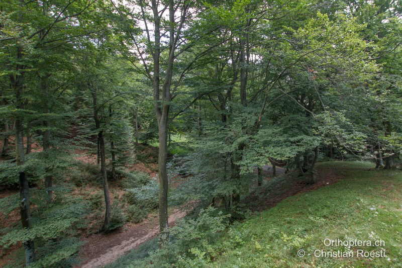 Buchenwald als typischer Lebensraum - CH, TI, Mendrisio, Monte Generose, 17.08.2024