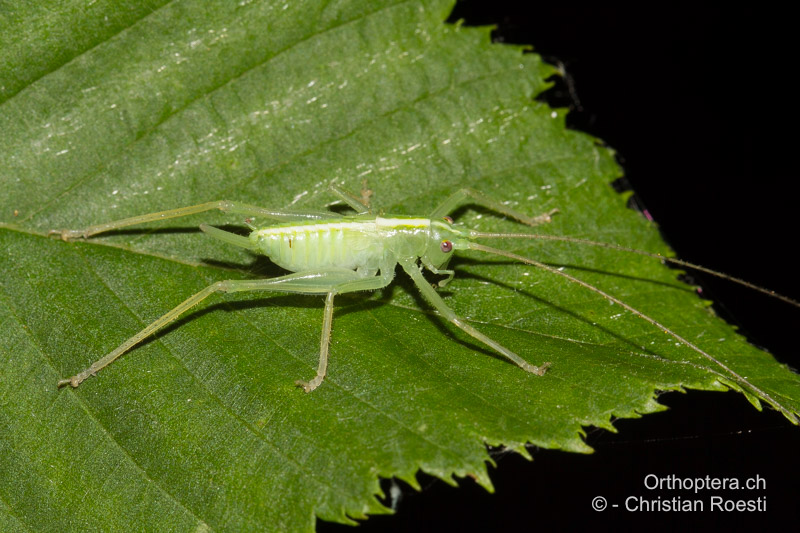 Larve im 4. Larvenstadium von Meconema thalassinum ♀ - HR, Istrien, Pazin, 14.06.2012