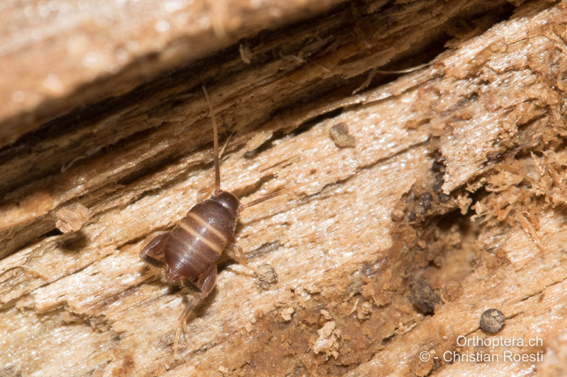 Larve von Myrmecophilus acervorum ♀ - DE, Baden-Württemberg, Graben-Neudorf, 16.03.2018