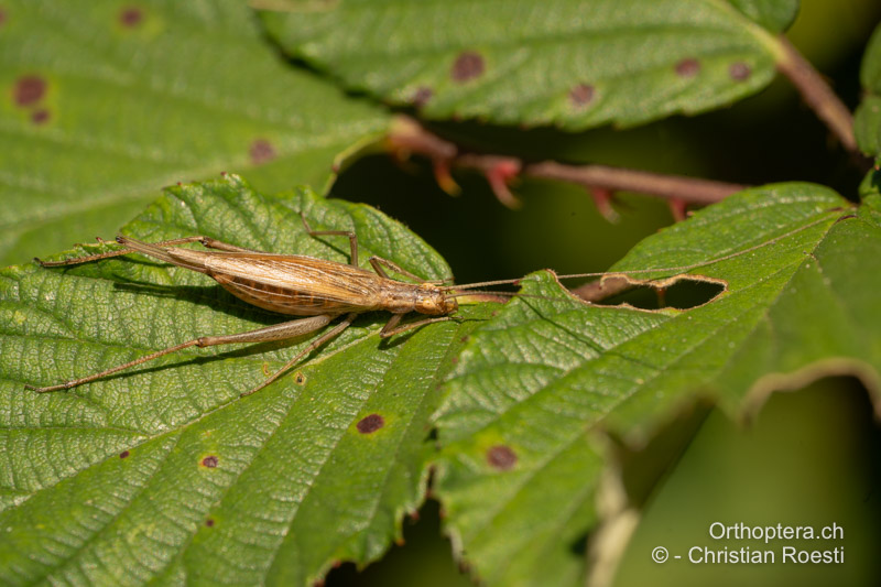 Oecanthus pellucens ♀ - CH, BE, Münchenbuchsee, 08.08.2025