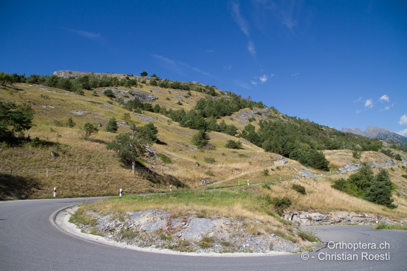 Walliser Felsensteppe, typischer Lebensraum des Weinhähnchens - CH, VS, Leuk, 20.08.2013
